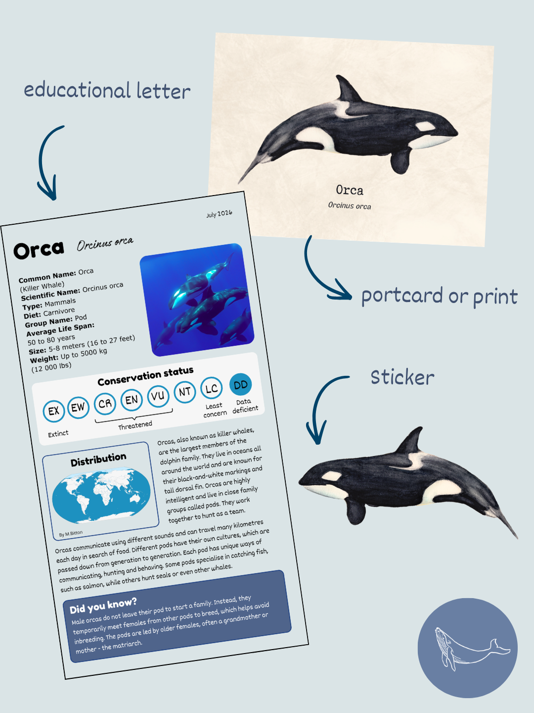 Whale Mail | Marine Biology Mail Club - Image 3