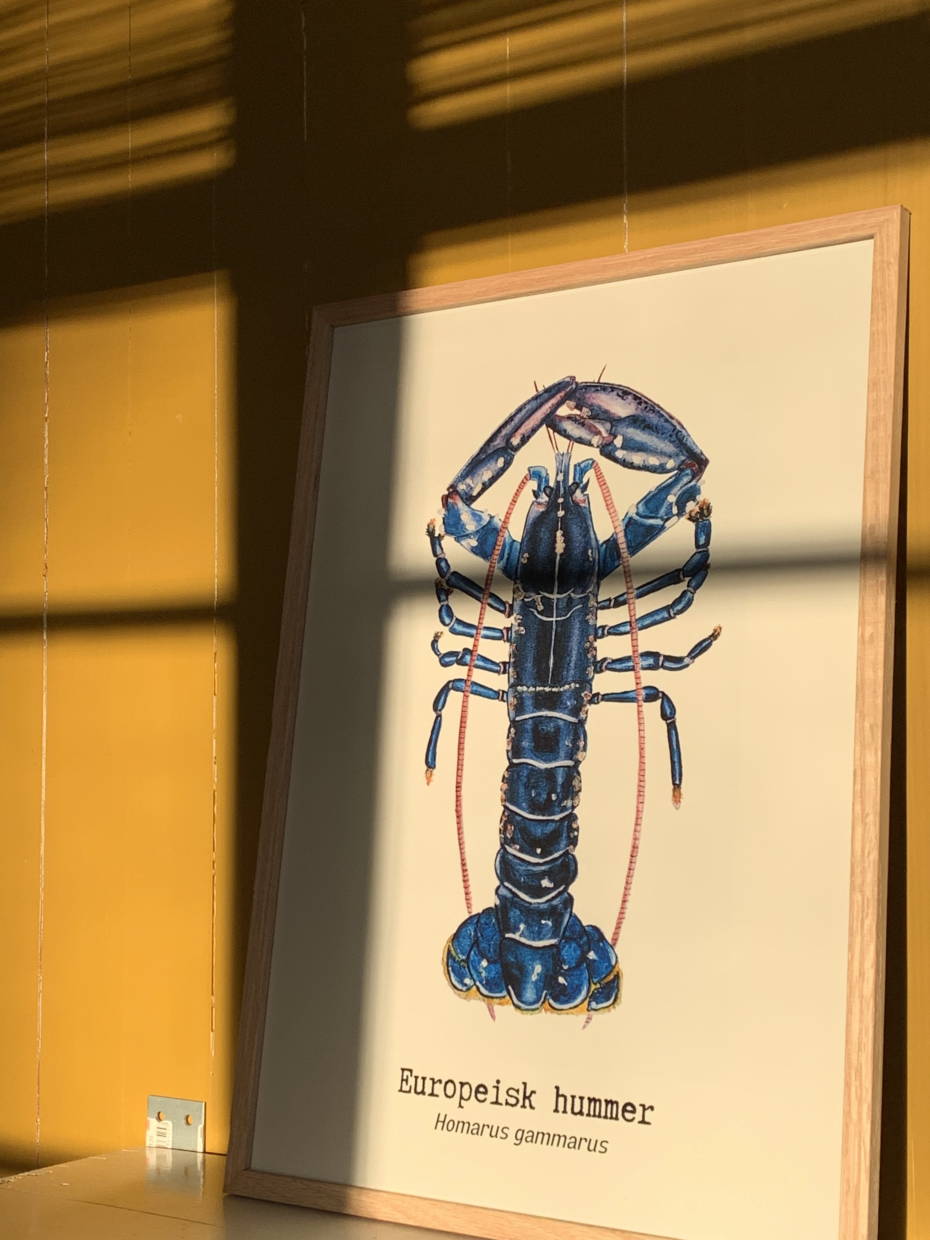 European blue lobster art print watercolour