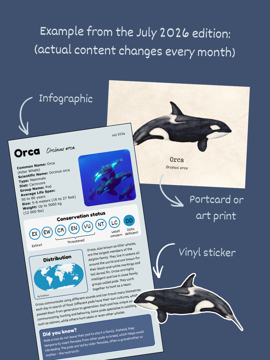 Whale Mail Subscription | Marine Biology Mail Club - Image 2