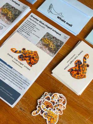Catch Up August Edition - Greater Blue Ringed Octopus