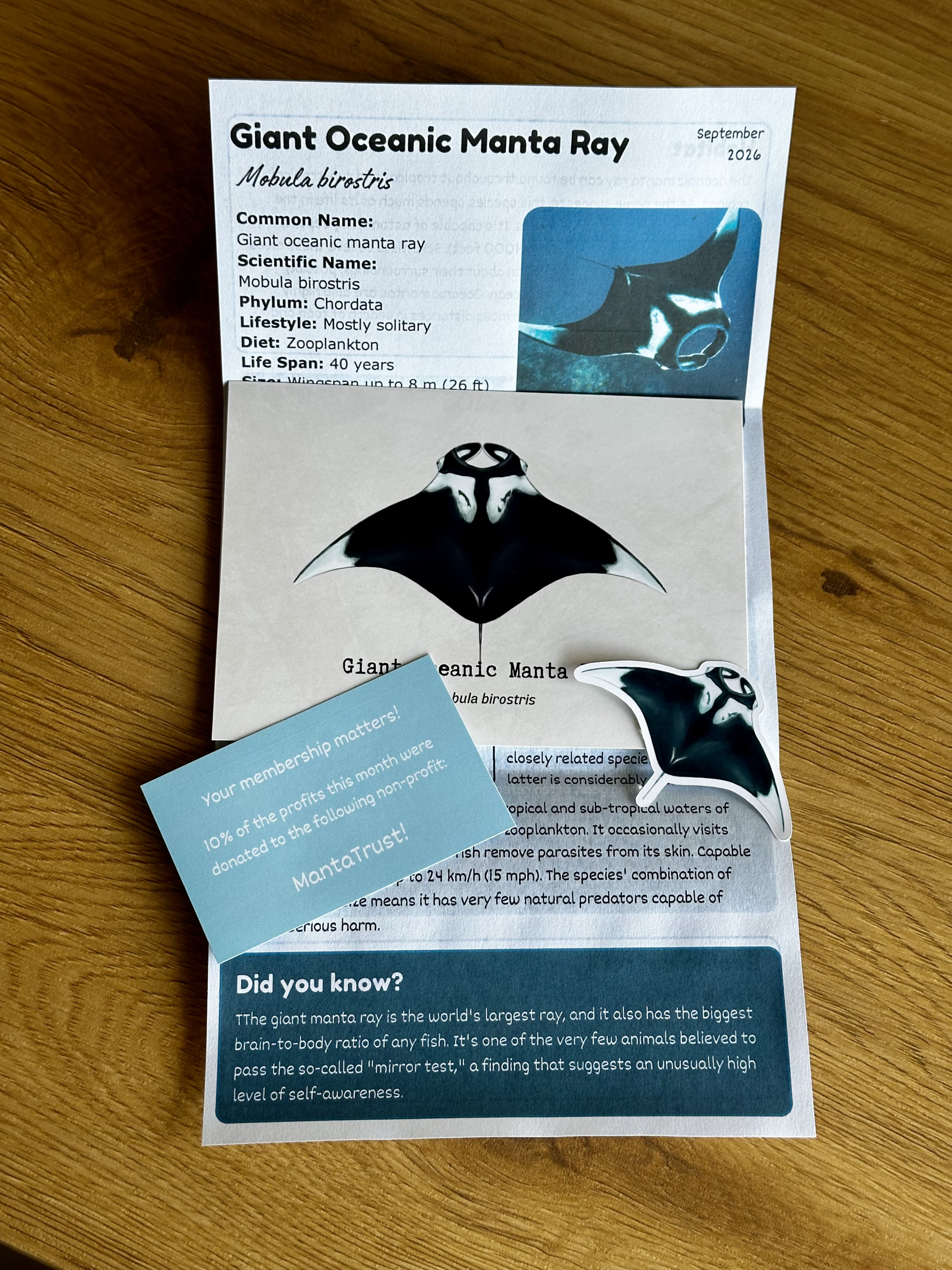 Catch Up September Edition - Giant Oceanic Manta Ray - Image 2