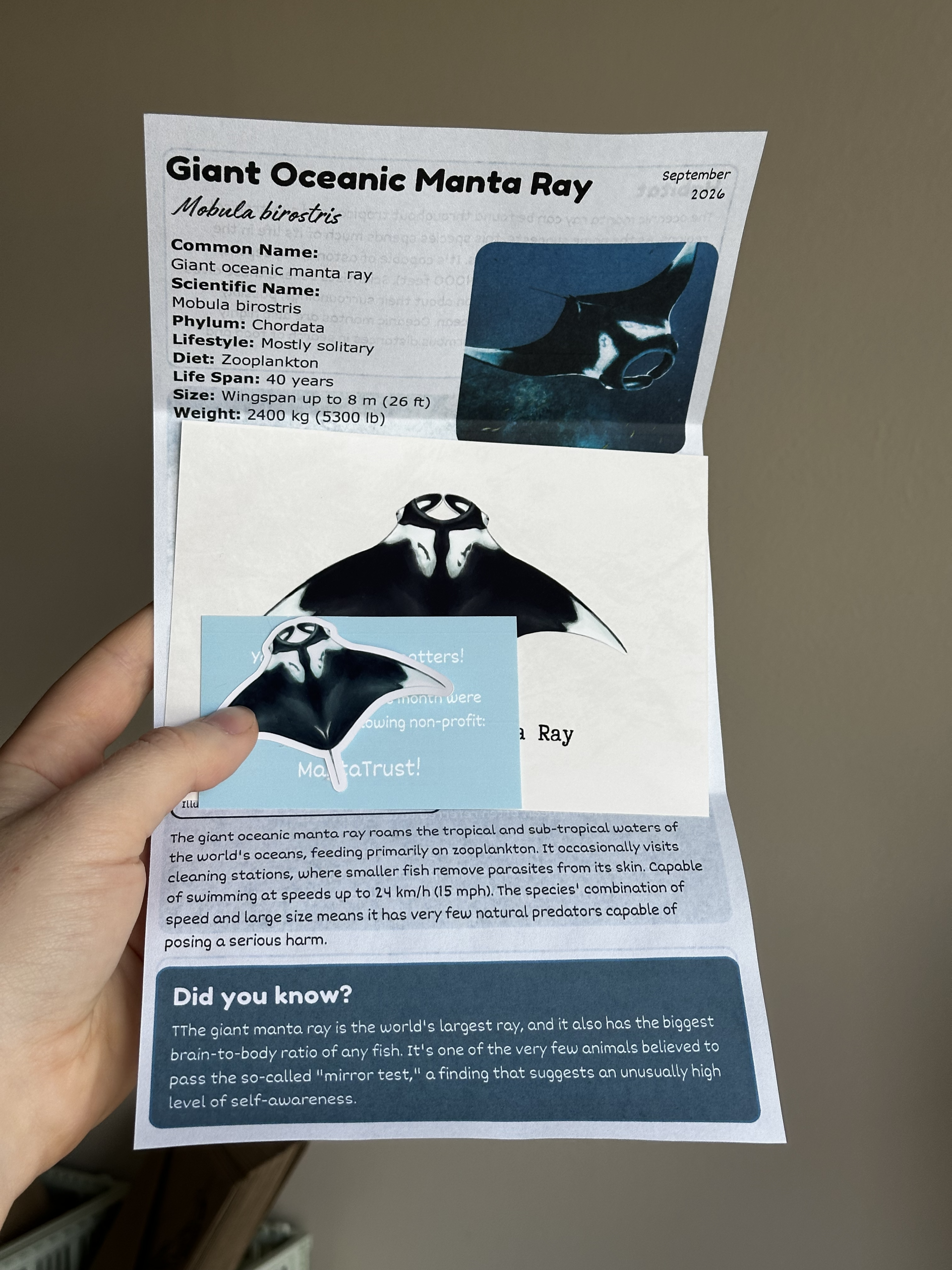 Catch Up September Edition - Giant Oceanic Manta Ray